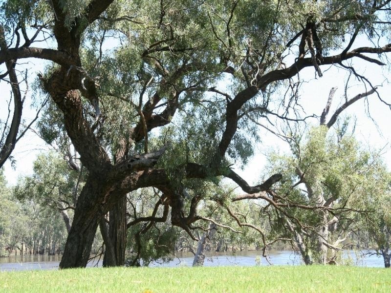 498 River Road, Dareton NSW 2717