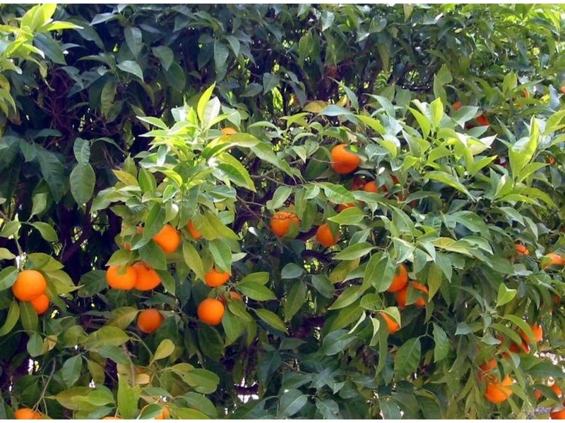 0 Rodwells Road, Merbein VIC 3505