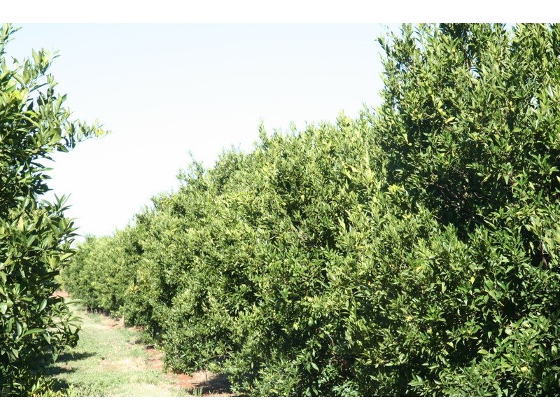 0 Rodwells Road, Merbein VIC 3505