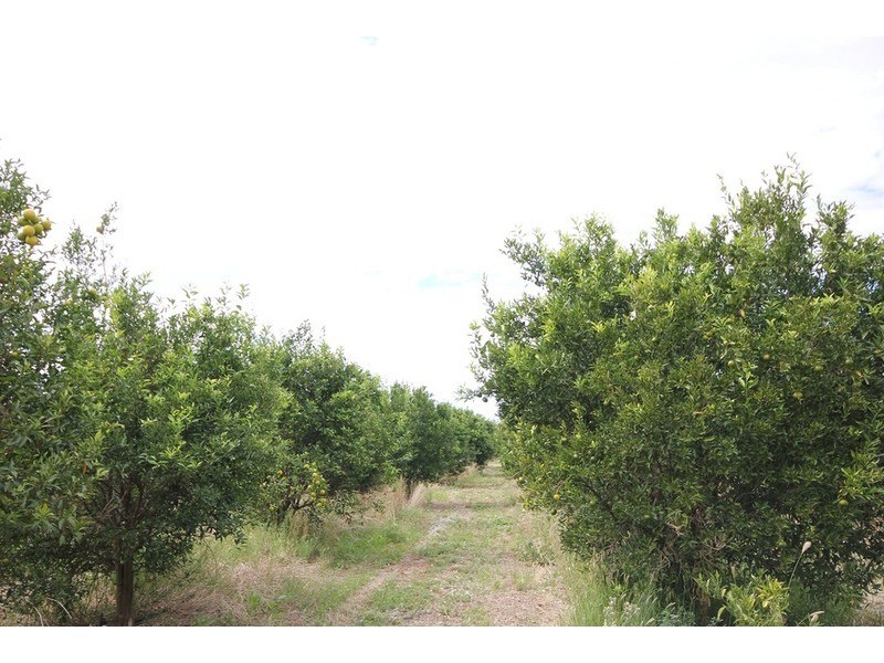 0 Rodwells Road, Merbein VIC 3505