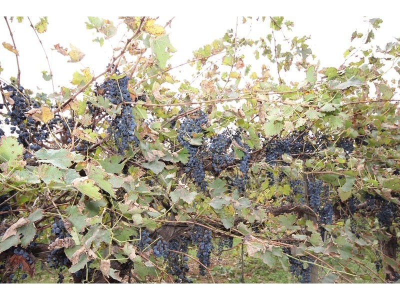 0 Rodwells Road, Merbein VIC 3505