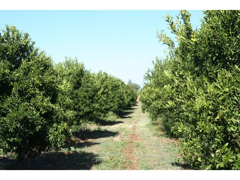 0 Rodwells Road, Merbein VIC 3505