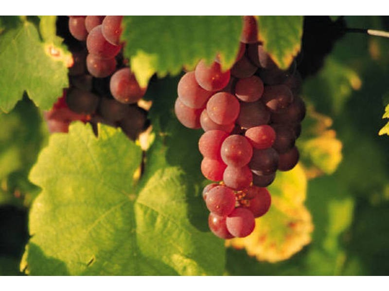 47 Main Avenue, Merbein VIC 3505