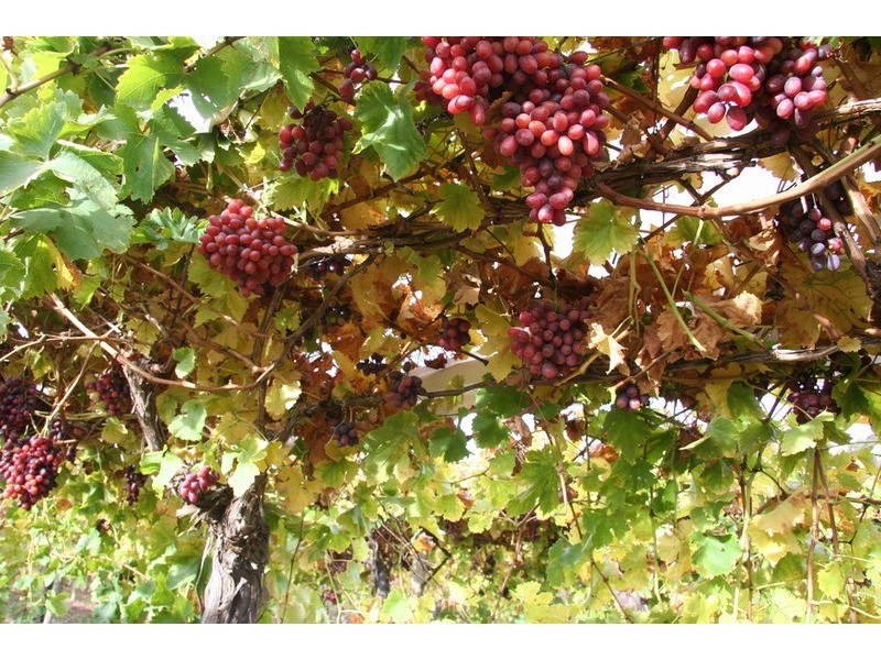 30 Boden Road, Merbein West VIC 3505