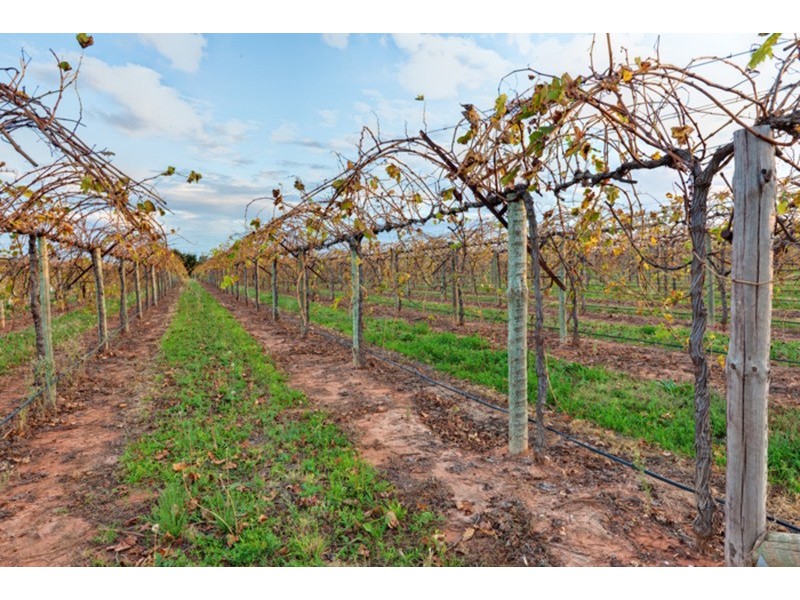 61 Seventh Street, Merbein South VIC 3505