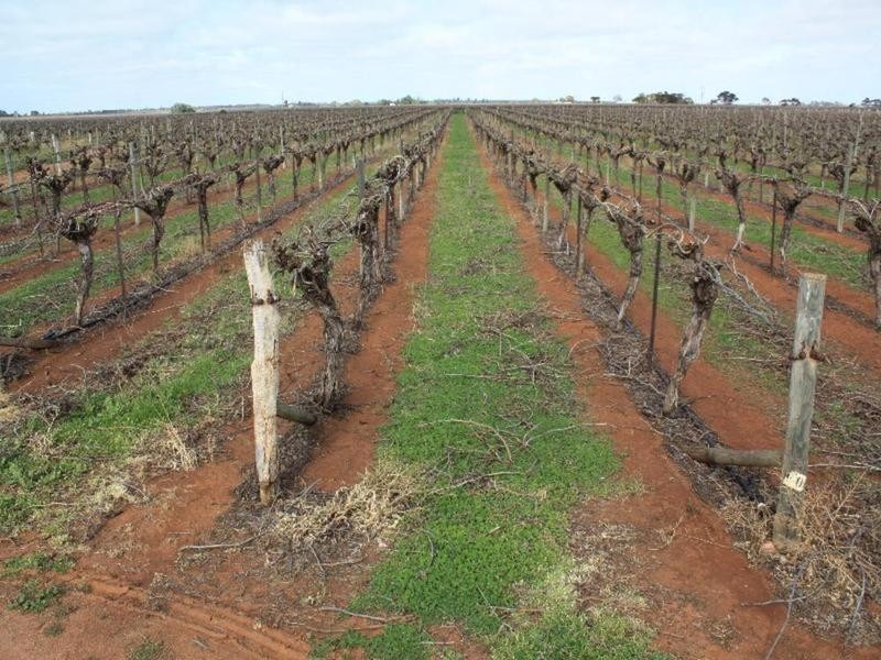 137 Honour Avenue, Merbein West VIC 3505