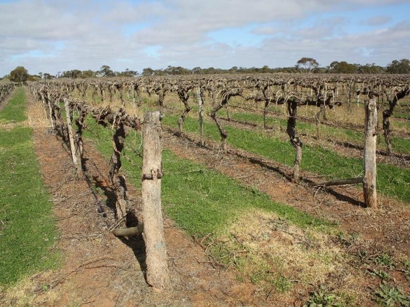 137 Honour Avenue, Merbein West VIC 3505