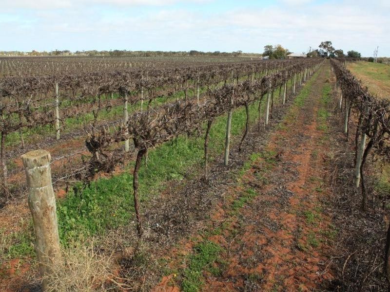 137 Honour Avenue, Merbein West VIC 3505