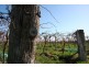 387 Gol Gol North Road, Gol Gol NSW 2738