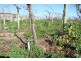 387 Gol Gol North Road, Gol Gol NSW 2738