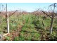 387 Gol Gol North Road, Gol Gol NSW 2738