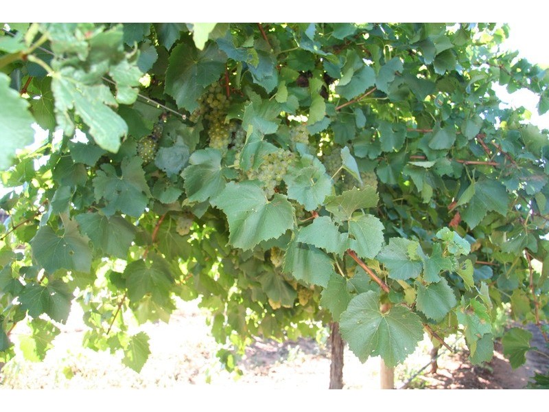 463 Koorlong Avenue, Irymple VIC 3498