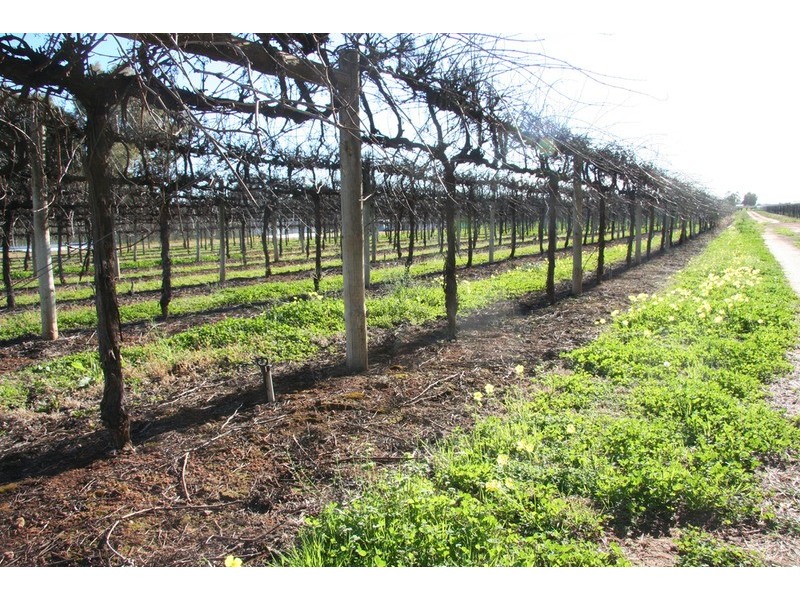 463 Koorlong Avenue, Irymple VIC 3498