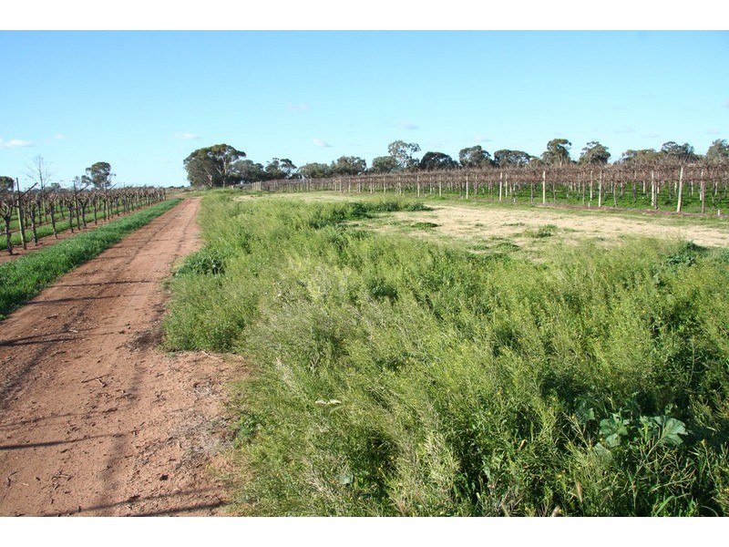 463 Koorlong Avenue, Irymple VIC 3498