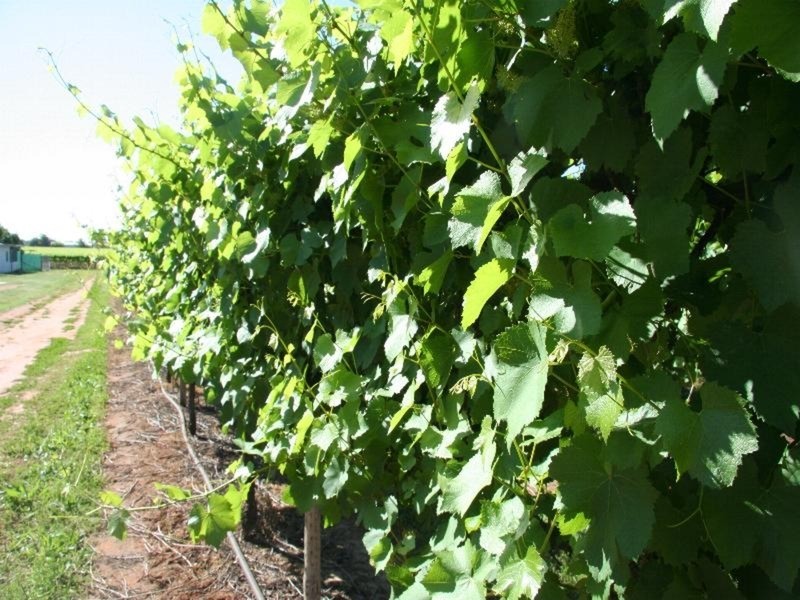 463 Koorlong Avenue, Irymple VIC 3498