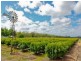 301 Edey Road, Red Cliffs VIC 3496