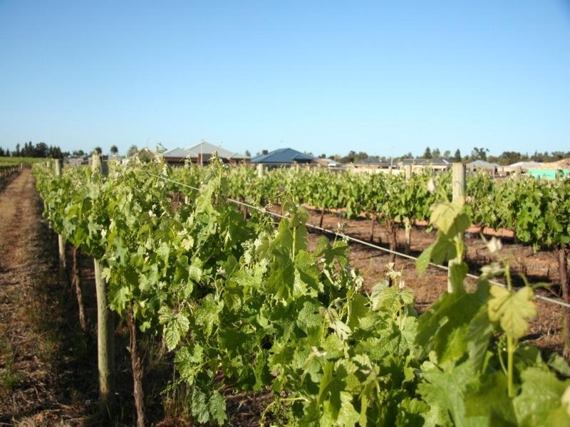 235 Timbarra Way, Red Cliffs VIC 3496