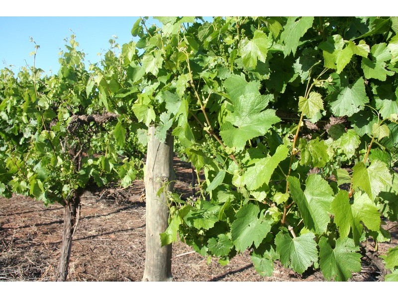 235 Timbarra Way, Red Cliffs VIC 3496