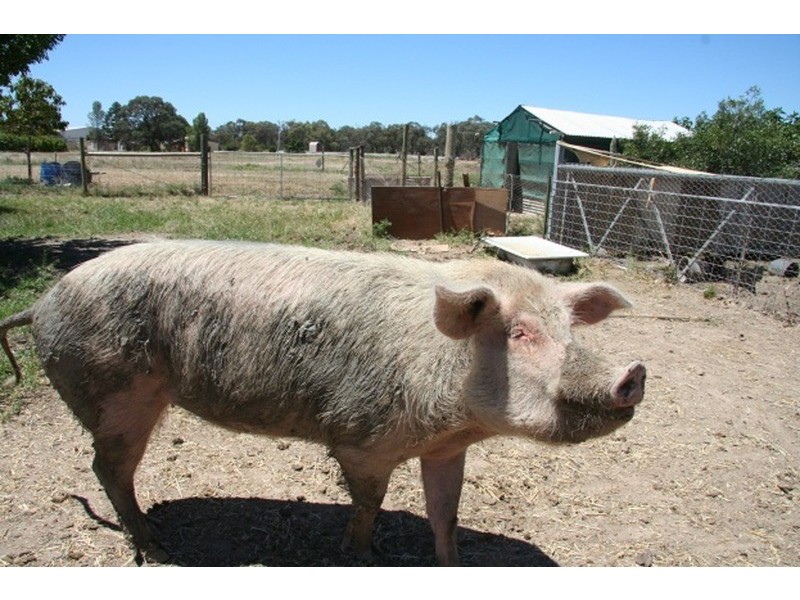 2500 Silvercity Highway, Curlwaa NSW 2648