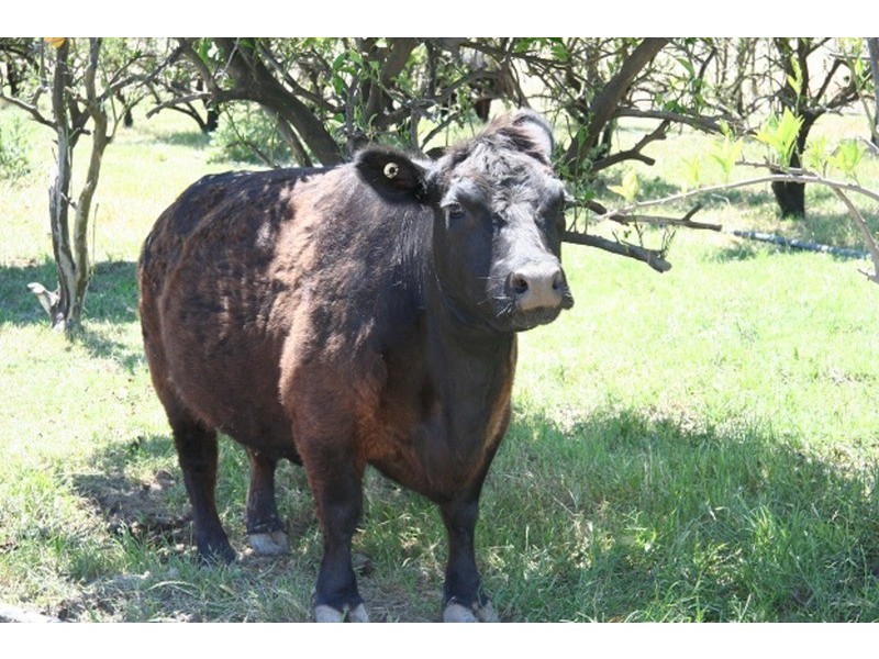 2500 Silvercity Highway, Curlwaa NSW 2648