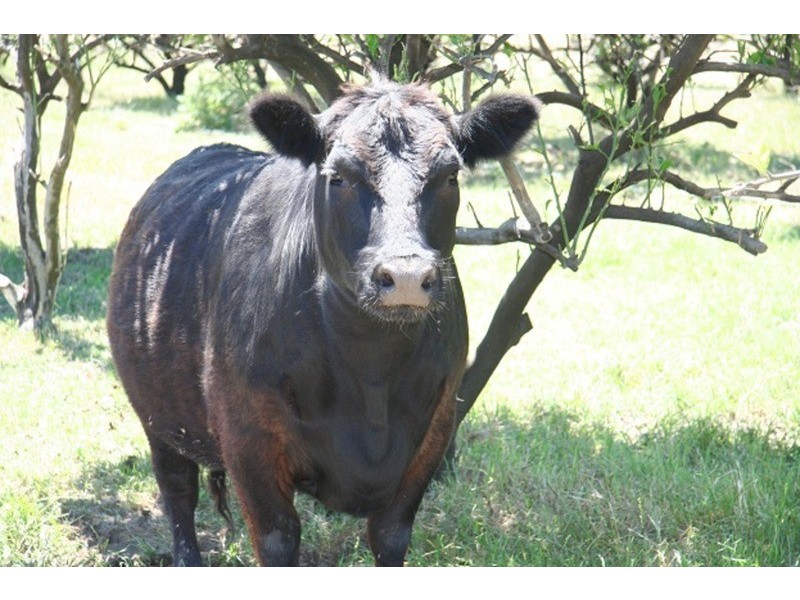 2500 Silvercity Highway, Curlwaa NSW 2648