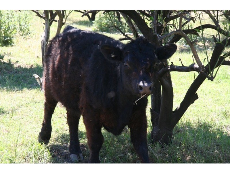 2500 Silvercity Highway, Curlwaa NSW 2648