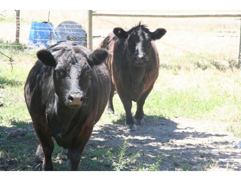 2500 Silvercity Highway, Curlwaa NSW 2648