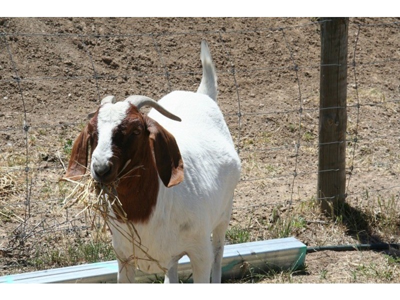 2500 Silvercity Highway, Curlwaa NSW 2648