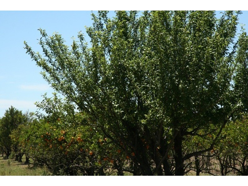 2500 Silvercity Highway, Curlwaa NSW 2648