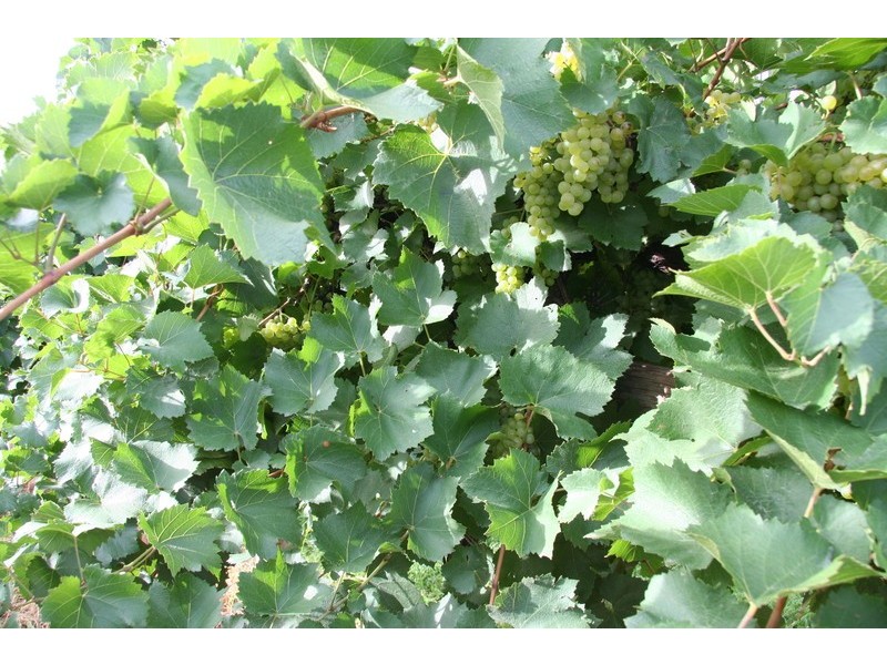 579 Ropers Road, Cardross VIC 3496