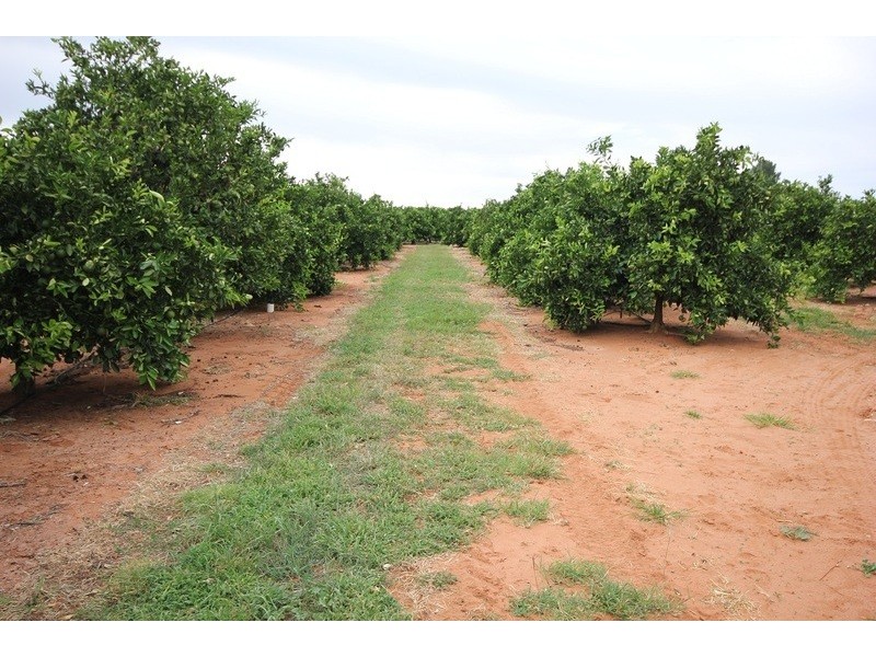 442 Reserve Road, Dareton NSW 2717