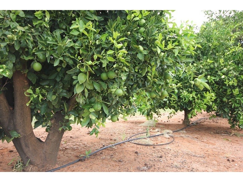 442 Reserve Road, Dareton NSW 2717