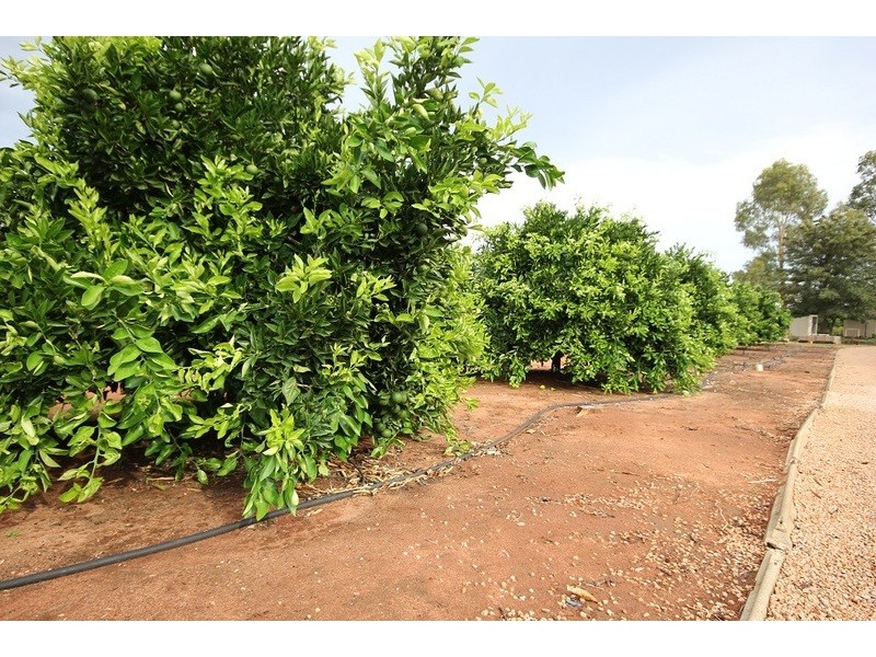 442 Reserve Road, Dareton NSW 2717