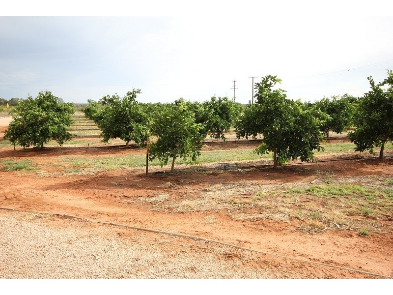 442 Reserve Road, Dareton NSW 2717