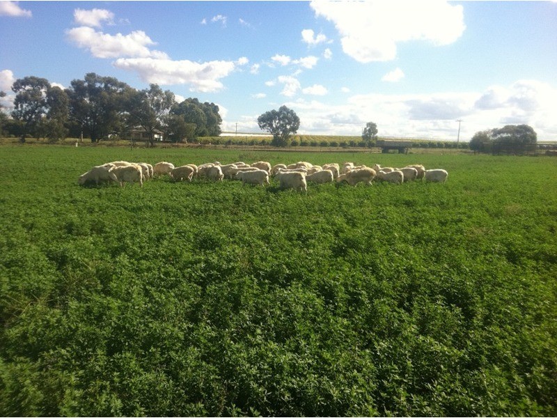 639 Tol Tol Road, Robinvale VIC 3549