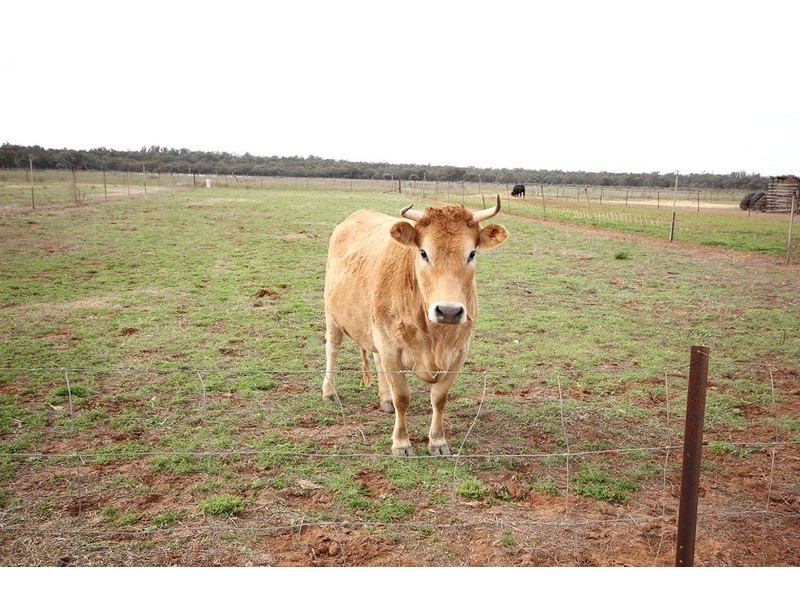 639 Tol Tol Road, Robinvale VIC 3549