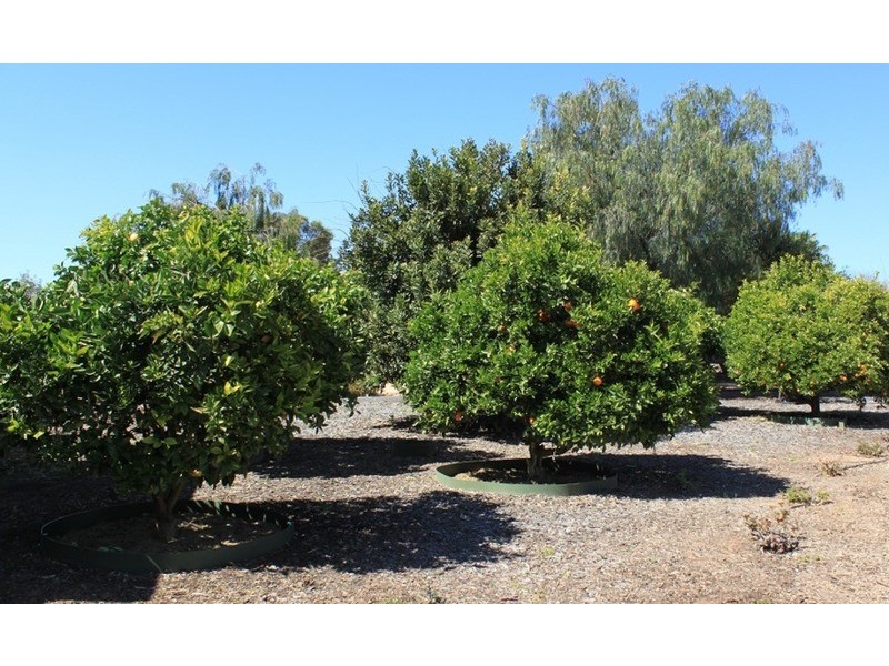 3 St Andrews Drive, Mildura VIC 3500