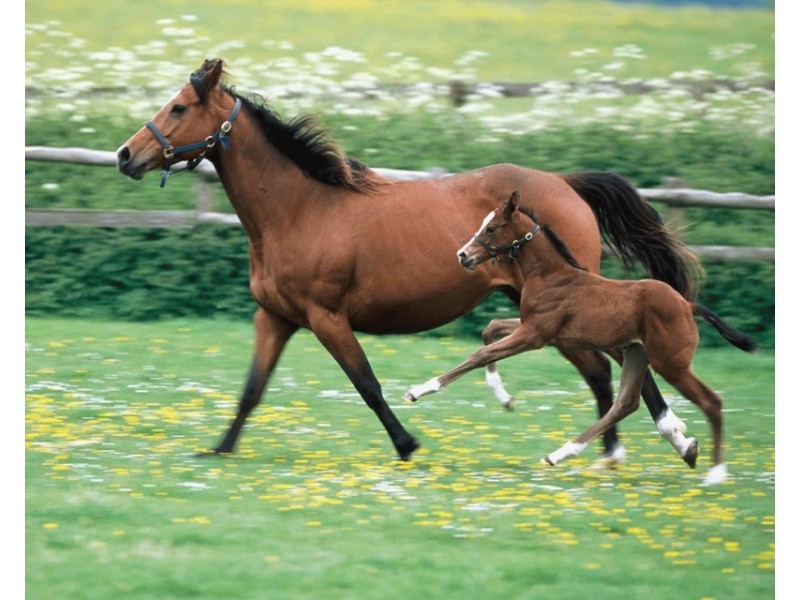 526 Cureton Avenue, Nichols Point VIC 3501