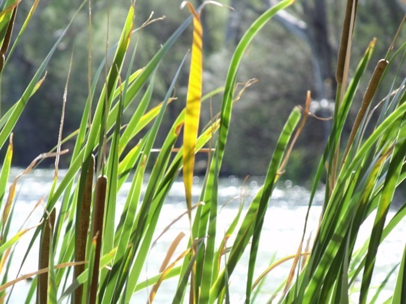 73 Cooke Street, Nichols Point VIC 3501