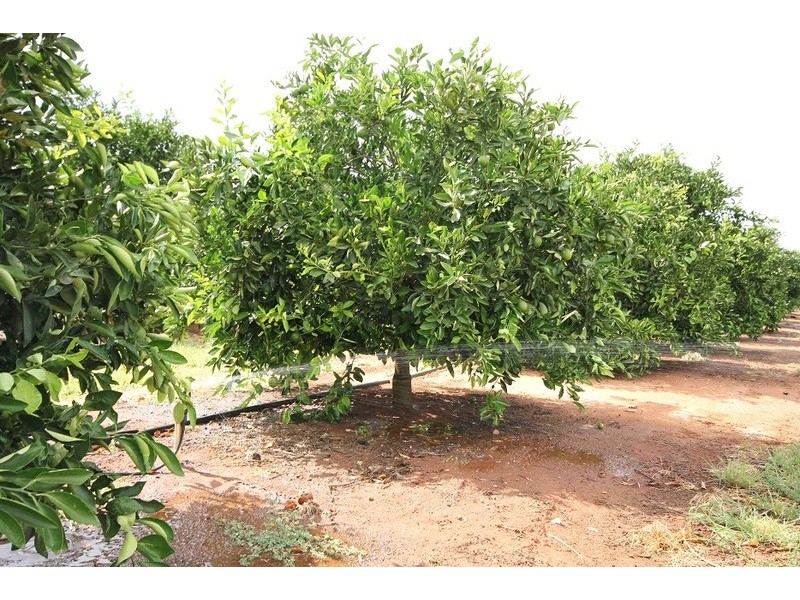 442 Reserve  Road, Dareton NSW 2717