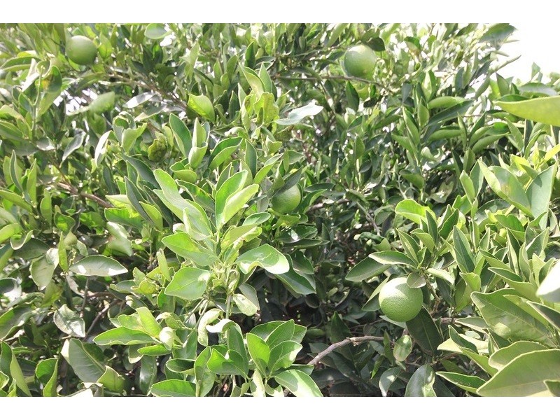 442 Reserve  Road, Dareton NSW 2717