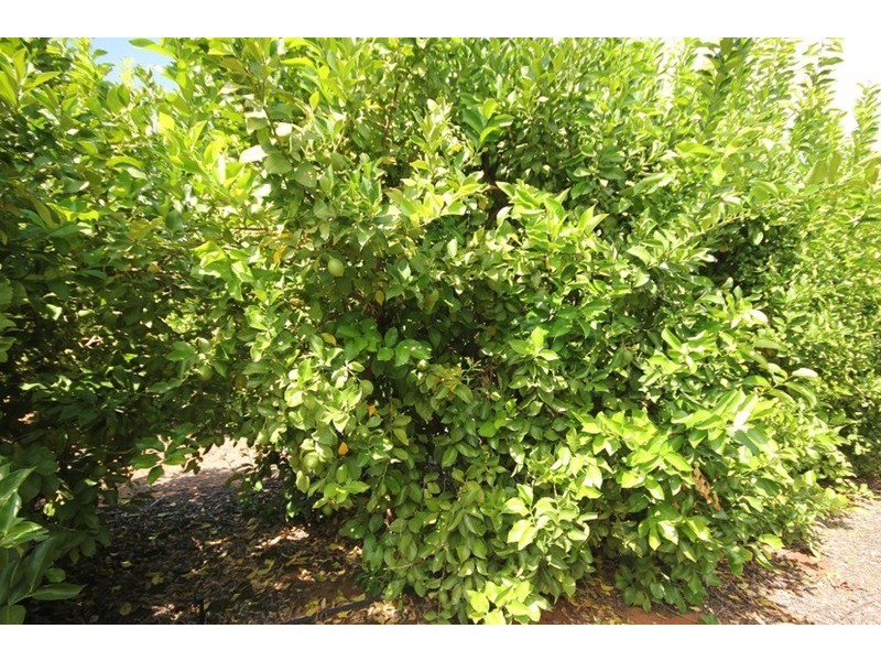 Murray Darling Citrus, Mildura VIC 3500