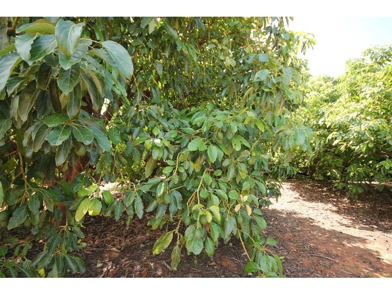 Murray Darling Citrus, Mildura VIC 3500