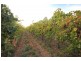 Lot 2 Lowan  Avenue, Red Cliffs VIC 3496
