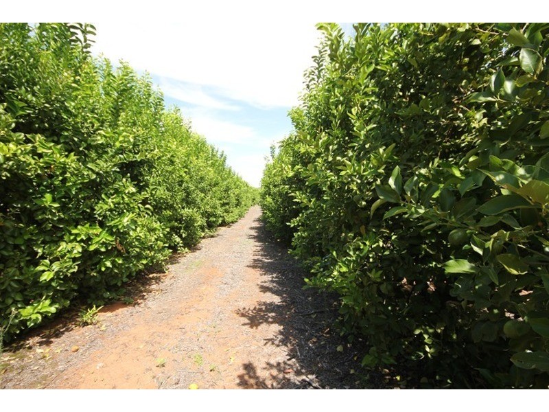 Murray Darling  Citrus, Mildura VIC 3500