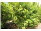 Murray Darling  Citrus, Mildura VIC 3500