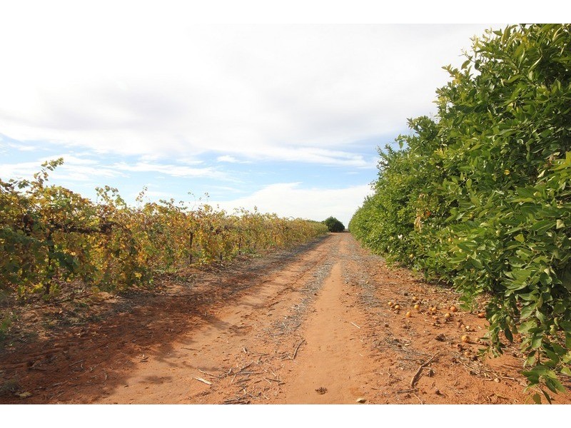 1744 Lower Darling Rd, Via, Wentworth NSW 2648