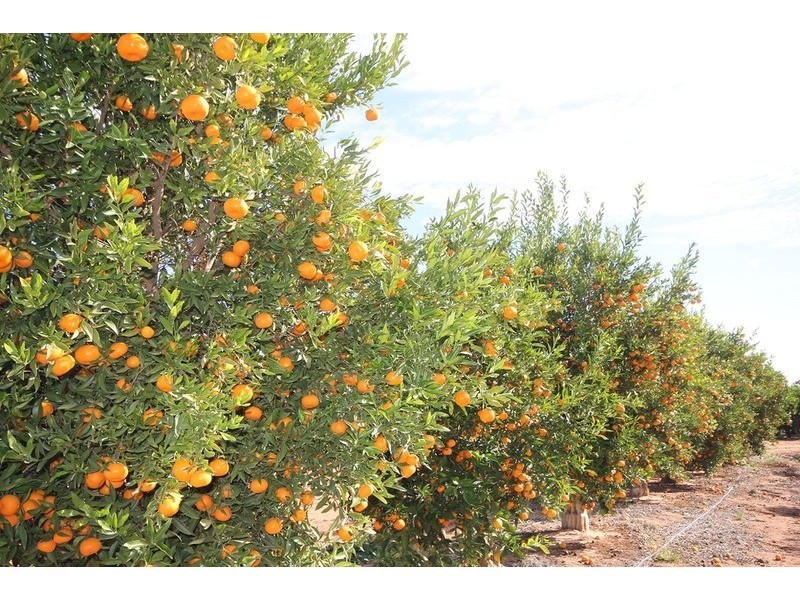 1744 Lower Darling Road, Via, Wentworth NSW 2648