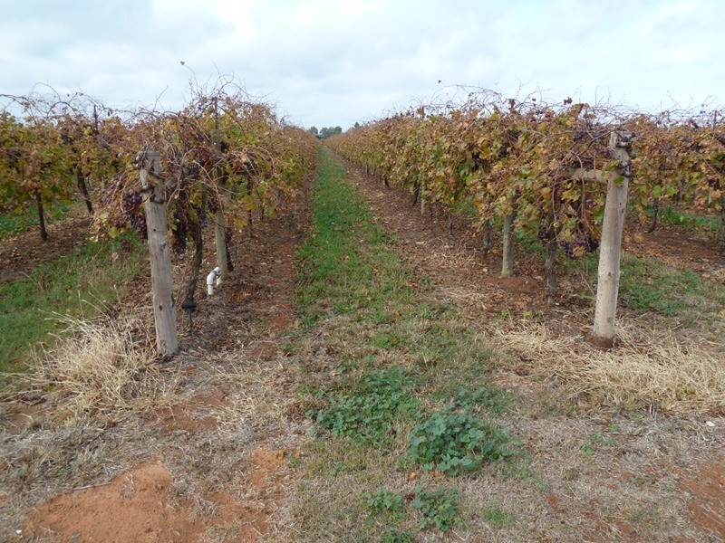 Lot 3 Dewry Avenue, Irymple VIC 3498