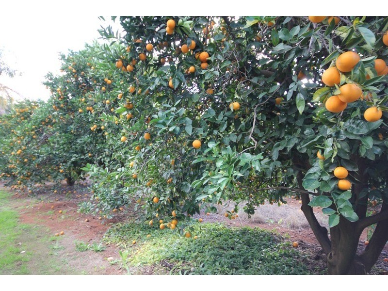 359 Cowanna  Avenue, Merbein South VIC 3505